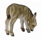 Donkey foal grazing. COLLECTA 88408