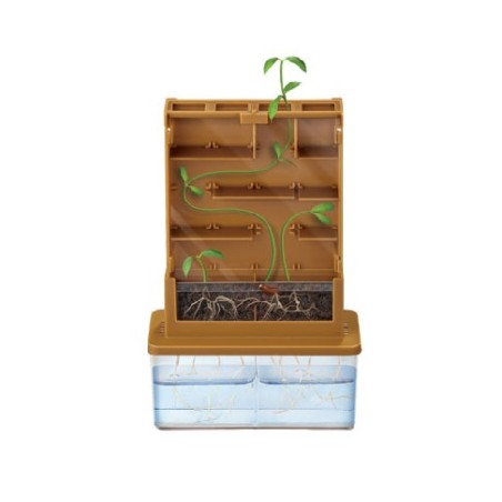 Cultivo en laberinto.