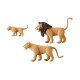 Lion family.