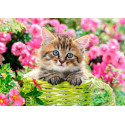 Kitten in flower garden. 500 pcs.