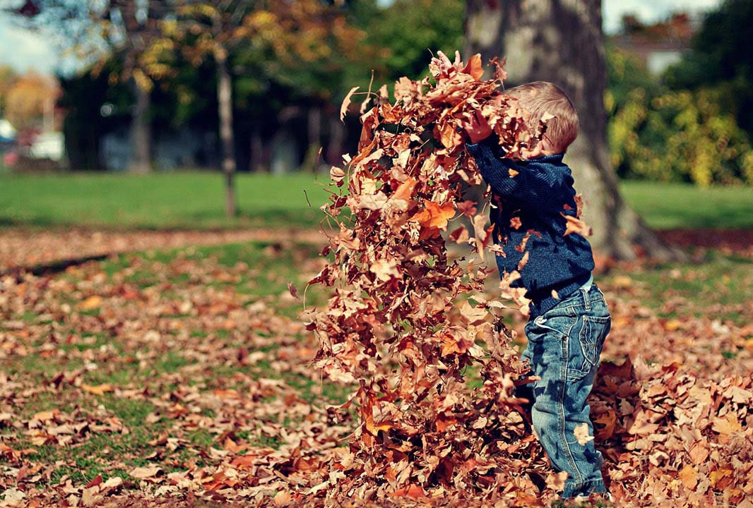 Niño jugando con hojas de árboles